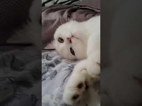 CUTEST CAT: Snow Reaction When Daddy Is Mad ❤️❤️ So Cute ❤️❤️ 